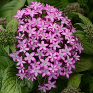 Пентас ланцетовидный (Pentas lanceolata)