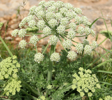 Зосима полынелистная (Zosima absinthifolia)
