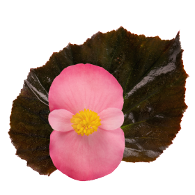 Бегония гибридная (бронзовая листва) (Begonia benariensis)