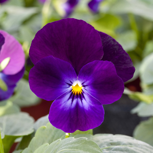 Виола рогатая (Viola cornuta)