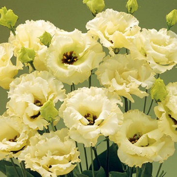 Лизиантус (Эустома) крупноцветковый (Lisianthus grandiflorum)