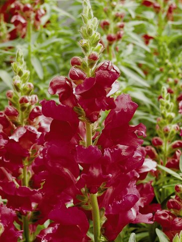 Львиный зев (Антирринум) большой (Antirrhinum majus)
