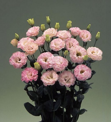 Лизиантус (Эустома) крупноцветковый (Lisianthus grandiflorum)