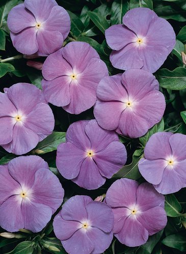 Катарантус розовый (Vinca rosea)