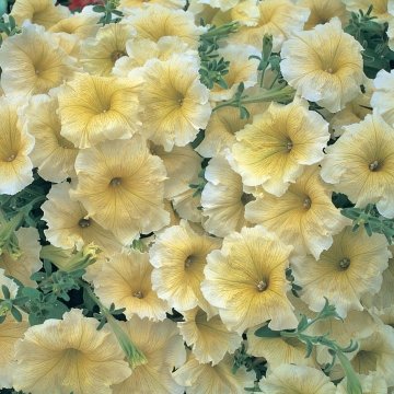 Петуния многоцветковая (Petunia multiflora)