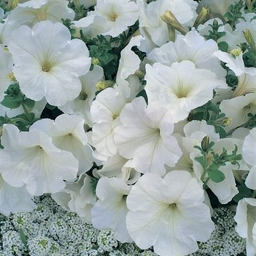 Петуния многоцветковая (Petunia multiflora)