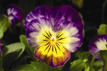 Виола рогатая (Viola cornuta)