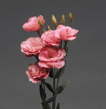 Лизиантус (Эустома) крупноцветковый (Lisianthus grandiflorum)