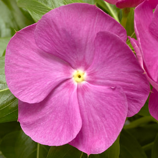 Катарантус розовый (Vinca rosea)