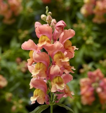 Львиный зев (Антирринум) большой (Antirrhinum majus)