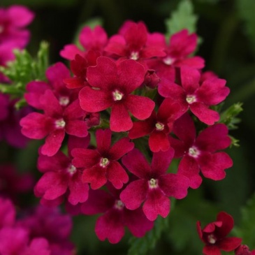 Вербена гибридная (Verbena hybrida)