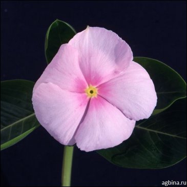 Катарантус розовый (Vinca rosea)