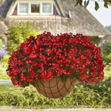 Бегония гибридная ампельная (зеленая листва) (Begonia hybrida)