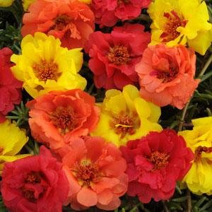 Портулак крупноцветковый (Portulaca grandiflora)