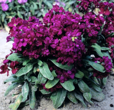 Левкой седой (Matthiola incana)