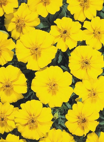 Бархатцы отклоненные (Tagetes patula)