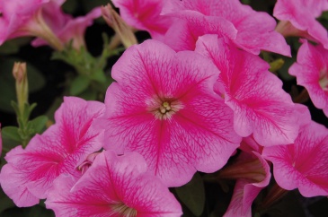 Петуния многоцветковая (генетически компактная) (Petunia multiflora)