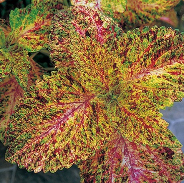 Колеус Блюме (Coleus blumei)
