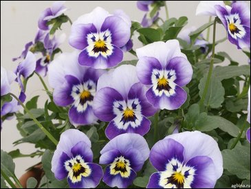 Виола гибридная (Viola wittrockiana x cornuta)