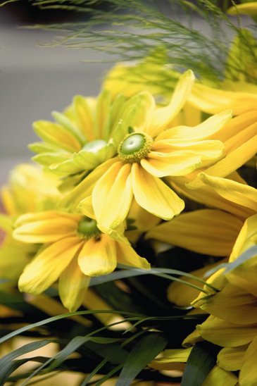 Рудбекия волосистая (Rudbeckia hirta)