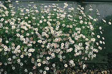 Мелколепестник карпинского (Erigeron karvinskianus)