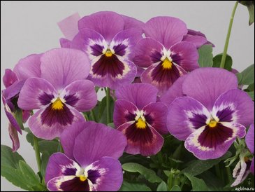 Виола гибридная (Viola wittrockiana x cornuta)