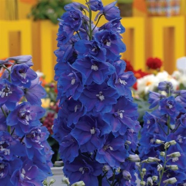Дельфиниум высокий (Delphinium elatum)