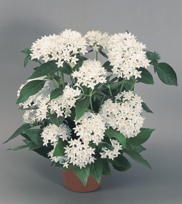 Пентас ланцетовидный (Pentas lanceolata)