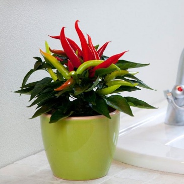 Перец летний (Capsicum annuum)