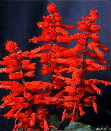 Сальвия блестящая (Salvia splendens)