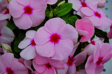Катарантус розовый (Vinca rosea)