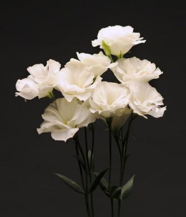 Лизиантус (Эустома) крупноцветковый (Lisianthus grandiflorum)