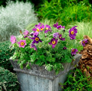 Прострел обыкновенный (Pulsatilla vulgaris)