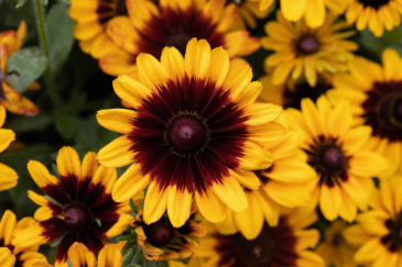 Рудбекия волосистая (Rudbeckia hirta)
