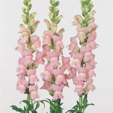 Львиный зев (Антирринум) большой (Antirrhinum majus)