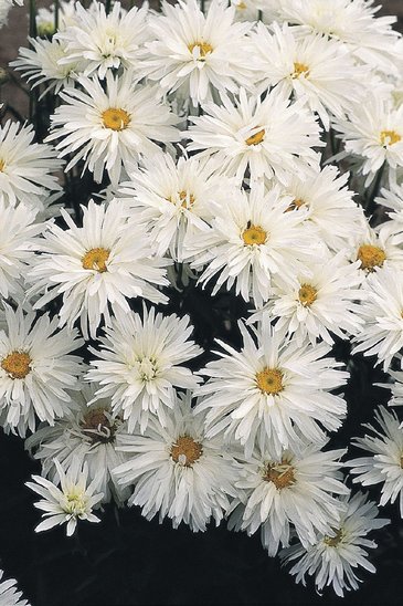 Нивяник превосходный (Leucanthemum x superbum)