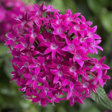 Пентас ланцетовидный (Pentas lanceolata)