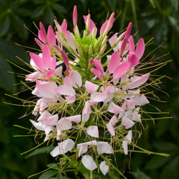 Клеома Хасслера (Cleome hassleriana)
