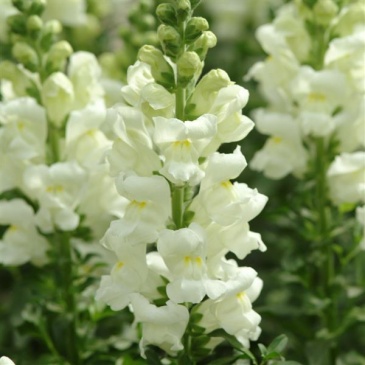 Львиный зев (Антирринум) большой (Antirrhinum majus)