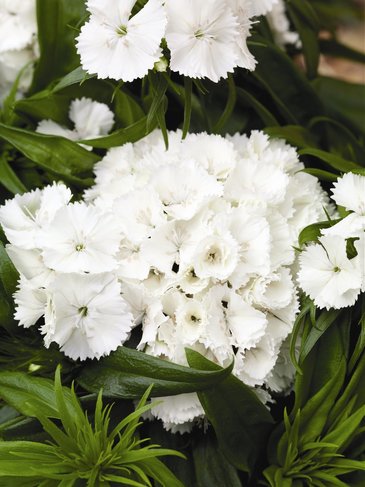 Гвоздика турецкая (Dianthus barbatus)