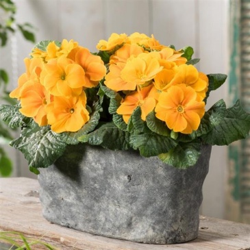 Примула бесстебельная (Primula acaulis)