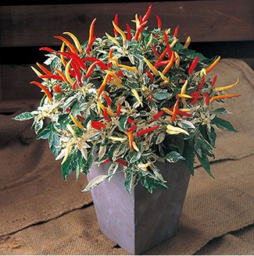 Перец летний (Capsicum annuum)