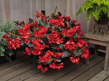 Бегония гибридная (бронзовая листва) (Begonia benariensis)