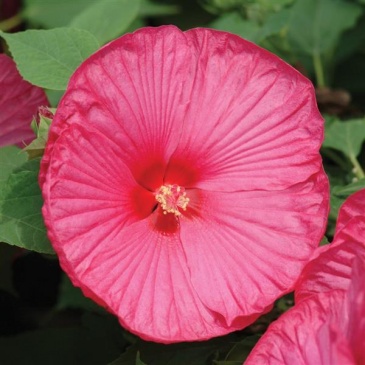 Гибискус мускусный (Hibiscus moscheutos)