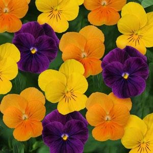 Виола рогатая (Viola cornuta)