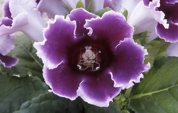 Глоксиния гибридная (Sinningia hybrida)