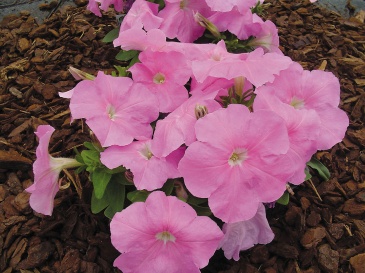 Петуния многоцветковая (генетически компактная) (Petunia multiflora)