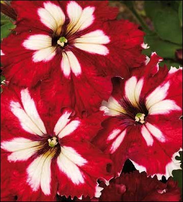 Петуния крупноцветковая гофрированная (Petunia grandiflora)