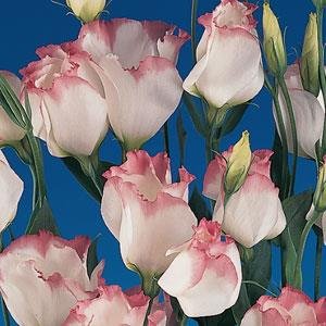 Лизиантус (Эустома) крупноцветковый (Lisianthus grandiflorum)