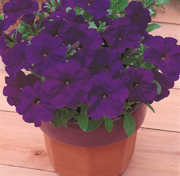 Петуния многоцветковая (Petunia multiflora)